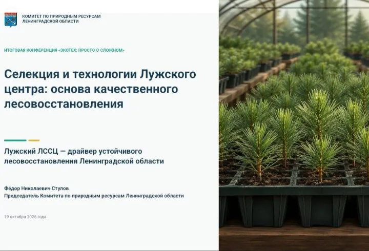 Лужский центр вырастил более 70 млн сеянцев для лесов