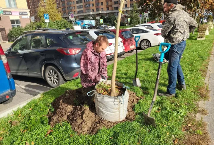 В Заневском поселении высадили 76 деревьев и 250 кустарников
