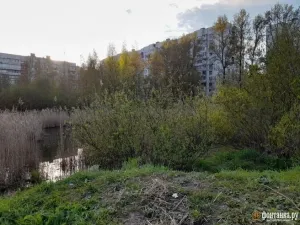 У пруда «Лунный серп» в Петербурге обустроят настил и скамейки