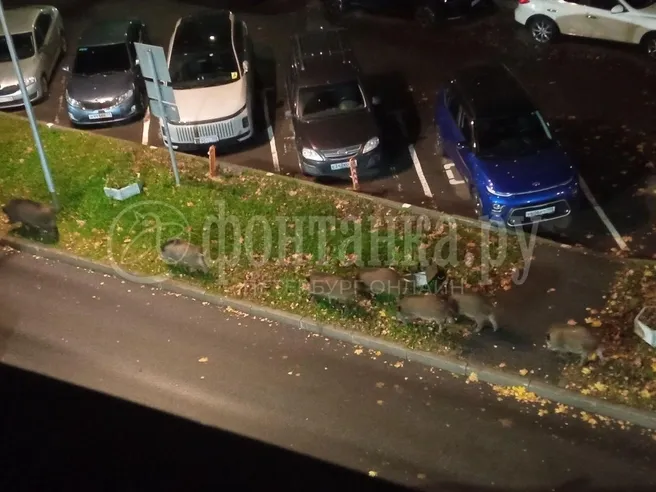 Около десяти кабанов ночью гуляли по Приморскому шоссе в Сестрорецку
