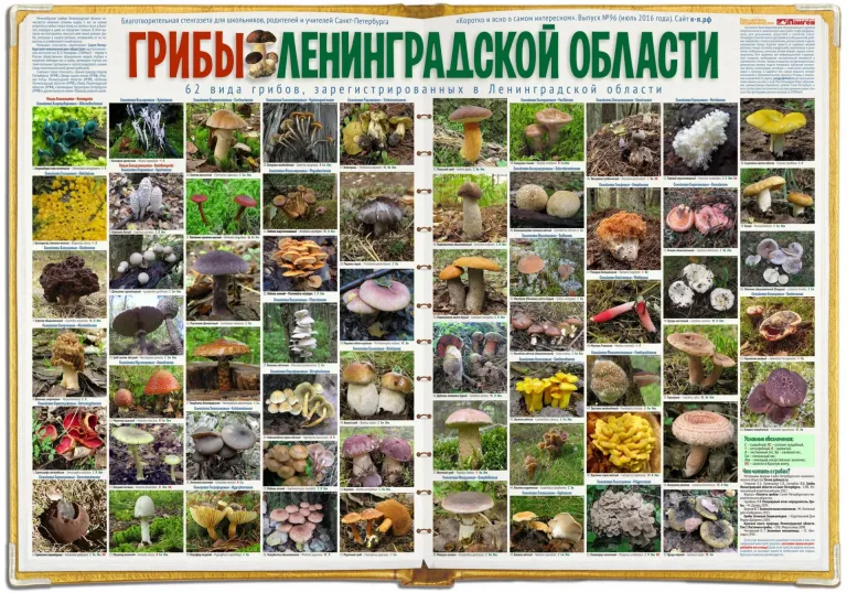 ЗакС Петербурга ужесточает охрану краснокнижных грибов
